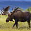 A Canadian Moose