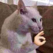 Noob | EasySkins com