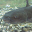 NotOgreYet