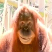 Monke