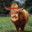 Sonni "Bull" Willowhill