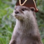 Captainloutre