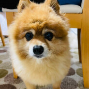 れもん＠のびしろF