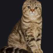 негритосы атосы