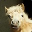 PFERD&#039;S MOTHER