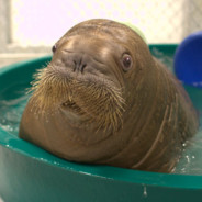 justafatwalrus