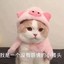 貓先生丶