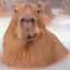 Capybara