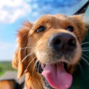 拿着枪开始头昏