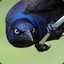 gracklemann