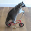 Raccoon on a bike