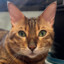 Meow