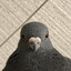 feniek