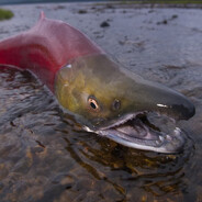 Slippery Salmon