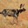 WILD Dog