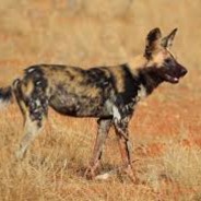 WILD Dog