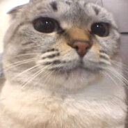 240k/m PEEK  ЧЮПЕП