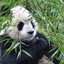 Bambusbjörn