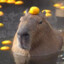 CrustyCapybara