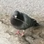 Stick Pigeon