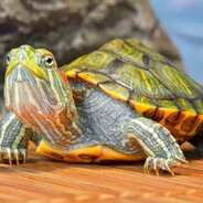 Mr. Turtle