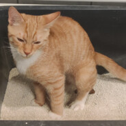 Hawk <- Walking Decoy