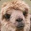 Alpaca