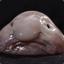 Blobfish