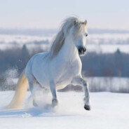 White Horse