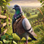 Fluffy Pigeon