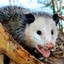 possum