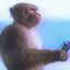 Persh1n FREEMONEY.NET
