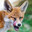 Just Fox avatar