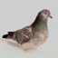 coldpigeon's avatar