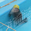 Seal with bucket atop head