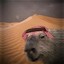 Shieh Abdul Capybara III