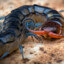 Scolopendra