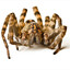The spider in your shower drain