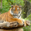 wildtiger