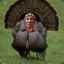Chief Turkey