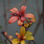 Tamarisk