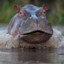 Soy un Hipopótamo
