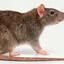 Rat.