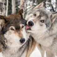 Half wolf blaidd's partner