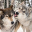 Half wolf blaidd's partner