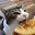 gilld chese's Avatar