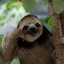 Sloth Master