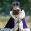 King Puggo