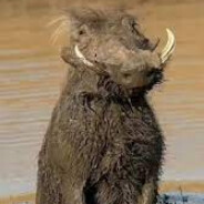 xxxDzikxxx™ ♋❤