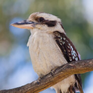 Kookaburra